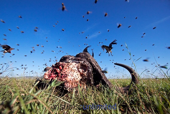 contrailscience.com_skitch_Cape_Buffalo_carcass_covered_in_fli0a2ff54f20e2ef6c852c5c3e05cadea2.jpg