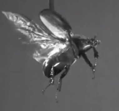 contrailscience.com_skitch_Observation_of_free_flight_of_beetle.wmv___YouTube_20121115_074616.jpg