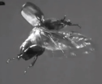 contrailscience.com_skitch_Observation_of_free_flight_of_beetle.wmv___YouTube_20121115_074700.jpg