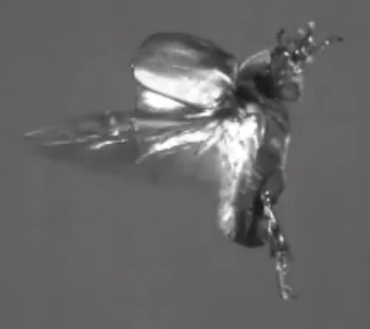 contrailscience.com_skitch_Observation_of_free_flight_of_beetle.wmv___YouTube_20121115_074828.jpg