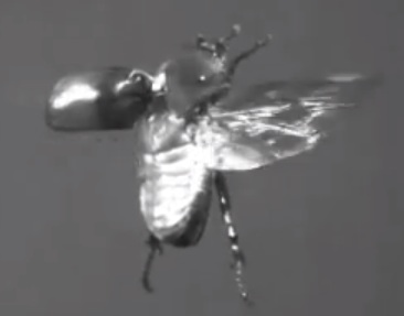contrailscience.com_skitch_Observation_of_free_flight_of_beetle.wmv___YouTube_20121115_075141.jpg
