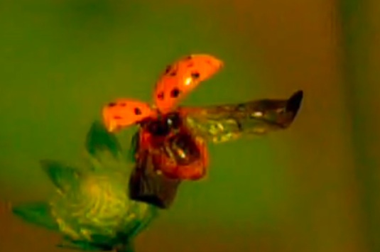 contrailscience.com_skitch_One_more_7000_FPS_lady_bug_in_UltraSlo___YouTube_20121115_073554.jpg