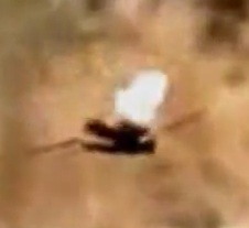 contrailscience.com_skitch_Pepsis_Wasps_AKA_Tarantula_Hawks_Sl1bbf0e7bb00496d5f156e1035dbd2d81.jpg