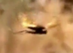 contrailscience.com_skitch_Pepsis_Wasps_AKA_Tarantula_Hawks_Sl7081b80cfa65409ceddc2fe8e6584686.jpg