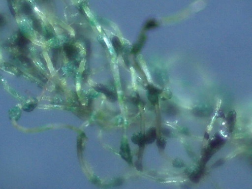 contrailscience.com_skitch_skitched_20121114_170645.jpg
