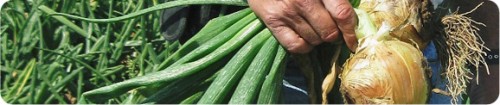 onions.jpg