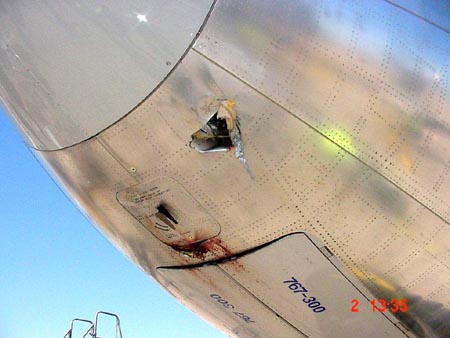 767-bird3.jpg