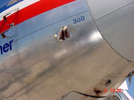 767-bird4.jpg