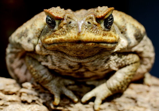 toad.jpg