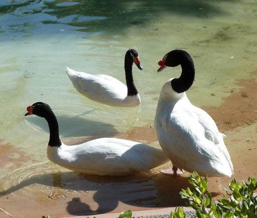 Black-necked swans.jpg