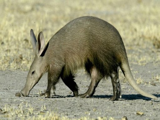 aardvark_432_600x450.jpg