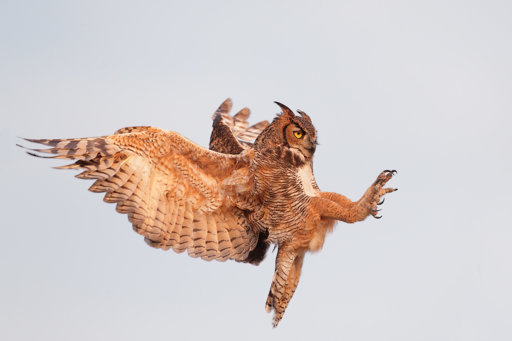 great-horned-owl-in-flight-backgrounds-wallpapers.jpg