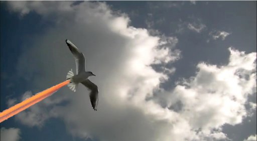 gulls2.jpg