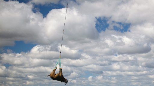 Fifty Shades of Grey Rhino.jpg