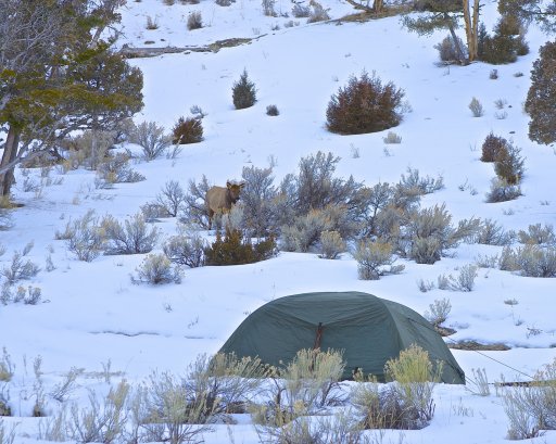 Yellowstone winter.jpg