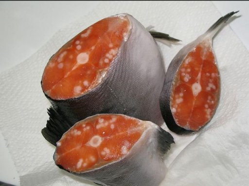 FishInternalTumors.jpg FishInternalTumors.jpg