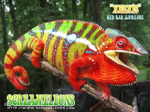 chameleon_xerxis1.jpg chameleon_xerxis1.jpg