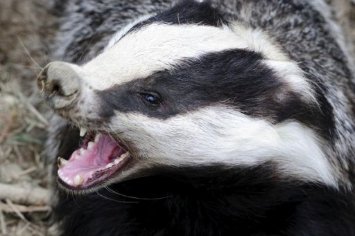 Badger.jpg
