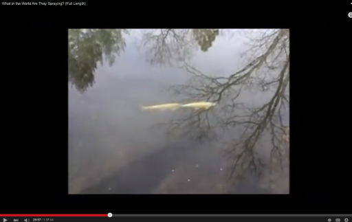 Fish.png