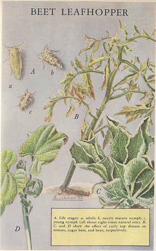 beet leafhopper.jpg