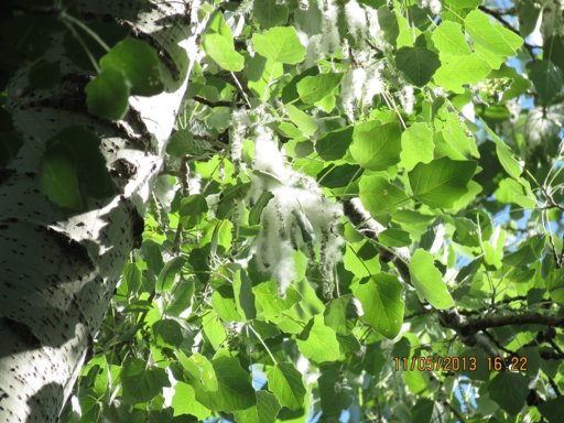 Populus alba.jpg