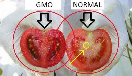We-are-Eating-POISON-Heres-How-To-Identify-GMO-Tomatoes-In-2-Easy-Steps.jpg