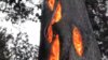 171013111957-hollow-tree-fire-california-exlarge-169.jpg