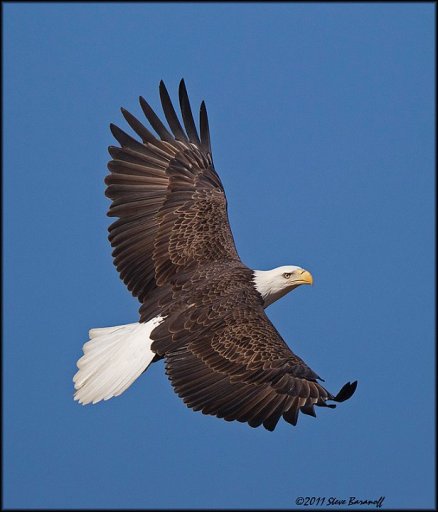 _1SB7674 american bald eagle.jpg