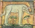 medieval-animal-elephant.jpeg.jpg