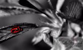 ladybird leaf watermarked.jpg