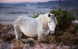 New-Forest-Pony-Bratley-View.jpg