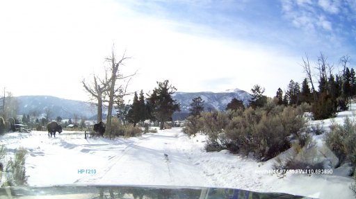 Yellowstone Tent : Bison B 1:15:14.jpg