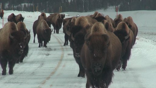 Bison coming towards truck, Jan 2014.jpg