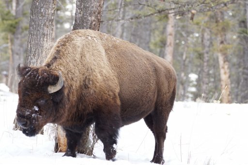 Don't F With this Bison r.jpg