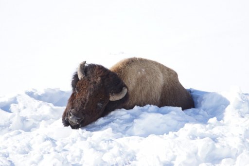 Resting Bison r.jpg