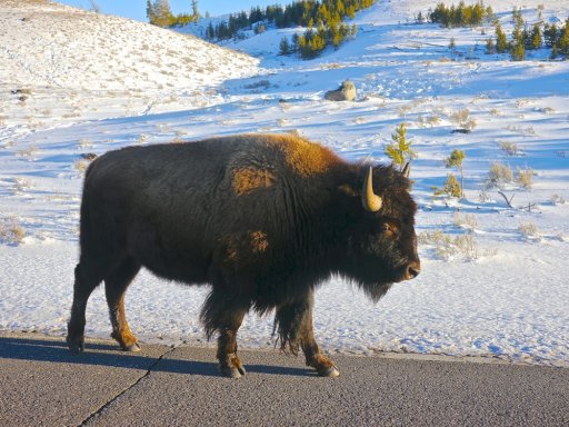 Lone Bison on road.jpg