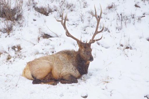 Bull Elk Yellowstone Jan 2014.jpg