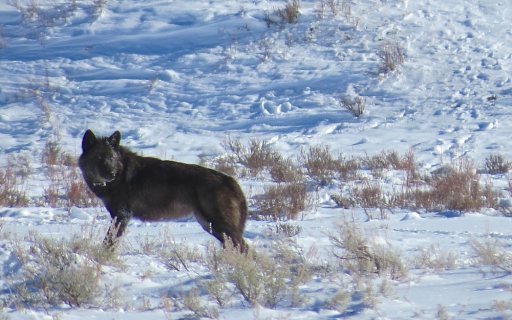 Female Black wolf 926F 1:18:14 r.jpg