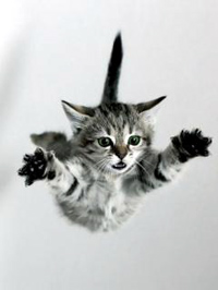 cat-in-flight-sm.jpg