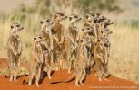 NOW-meerkats-JJ20-900x591.jpg