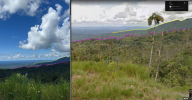 Ecuador_butterfly_streetview_comparison.png