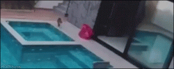 kitty.gif