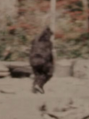 Patty_PGF.png