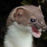 LeastWeasel