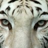 WhiteTiger