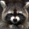 Raccoon