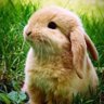 Bunnykinns