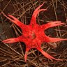 Stinkyfungus