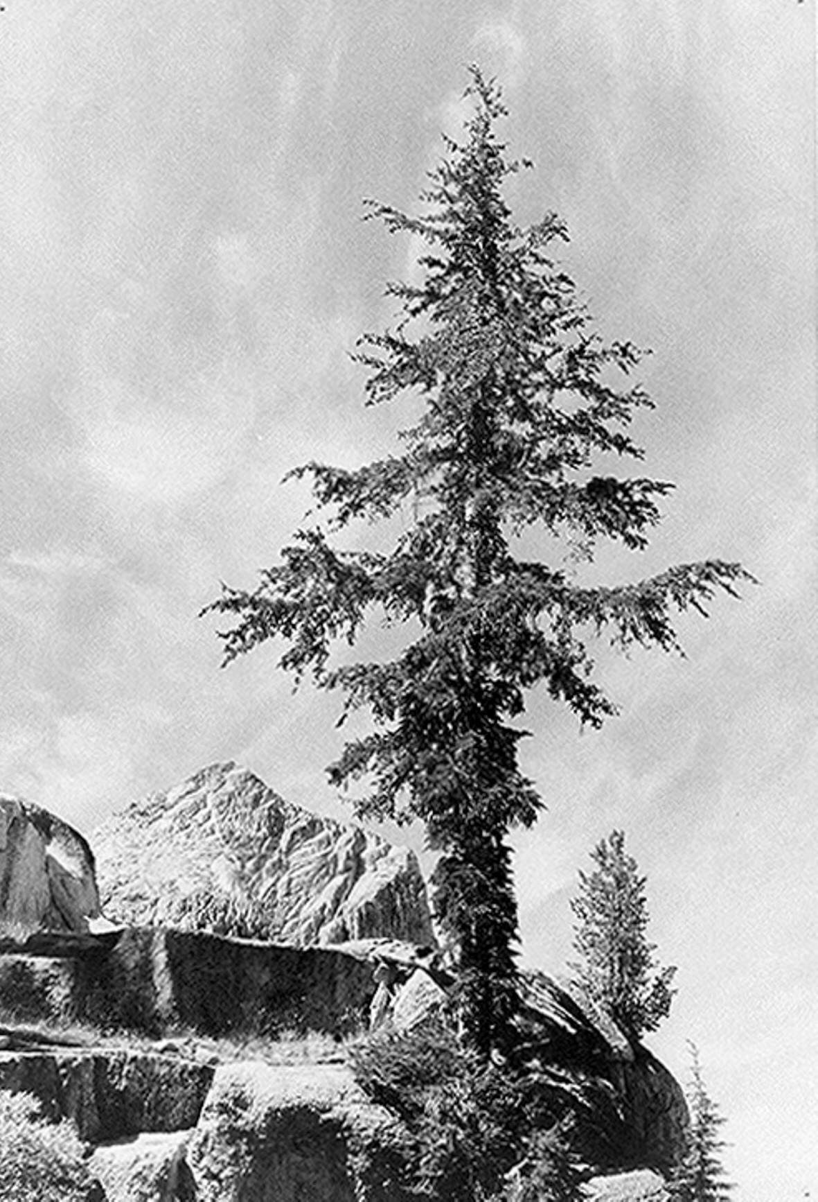 www.archives.gov_research_ansel_adams_images_aah08.jpg