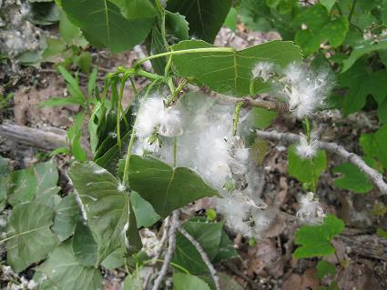 www.pjrider.com_CottonwoodSeeds.jpg